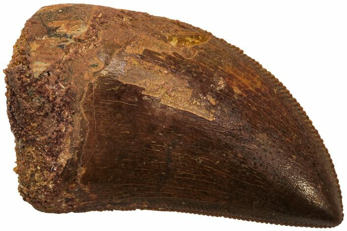 Serrated, Juvenile Carcharodontosaurus Tooth #214457